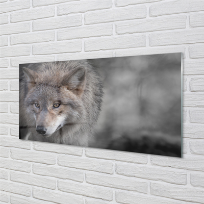 akrylový obraz Vlk