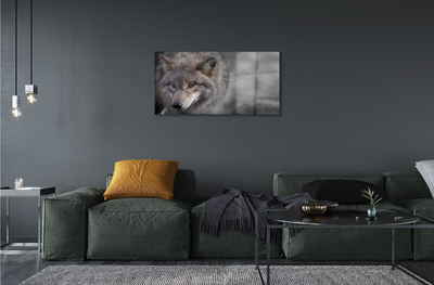 akrylový obraz Vlk