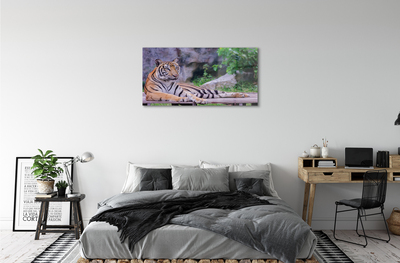 akrylový obraz Tiger v zoo