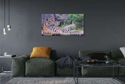 akrylový obraz Tiger v zoo