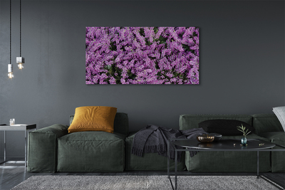Obrazy na plátně fialové květy