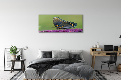 Obrazy na plátně Barevný motýl na květiny