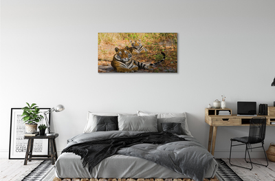 Obrazy na plátně Tigers