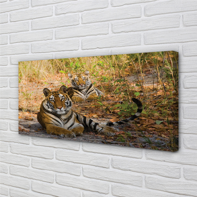Obrazy na plátně Tigers