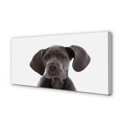 Obrazy na plátně hnědý pes
