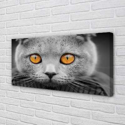Obrazy na plátně Šedá Britská kočka