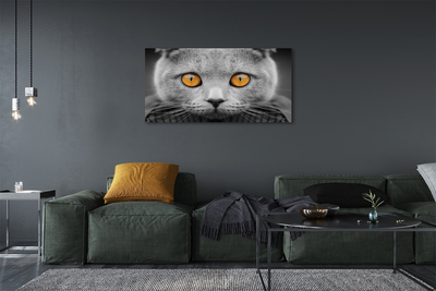 Obrazy na plátně Šedá Britská kočka
