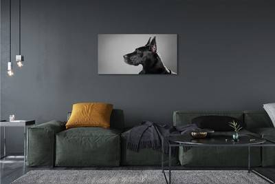 Obrazy na plátně Černý pes