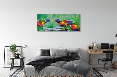 Obrazy na plátně Barevný papoušek stromu