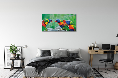 Obrazy na plátně Barevný papoušek stromu