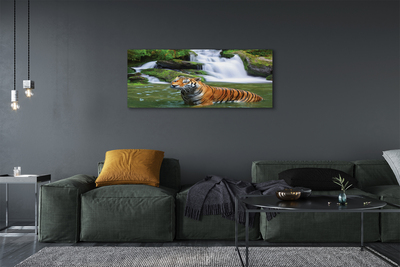 Obrazy na plátně tygr vodopád