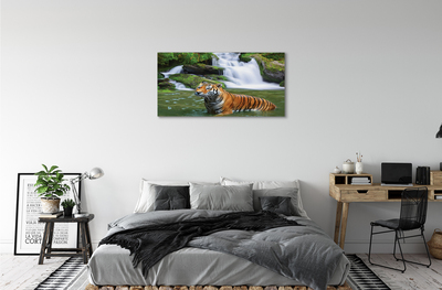 Obrazy na plátně tygr vodopád