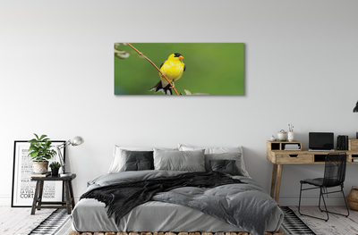 Obrazy na plátně žlutý papoušek