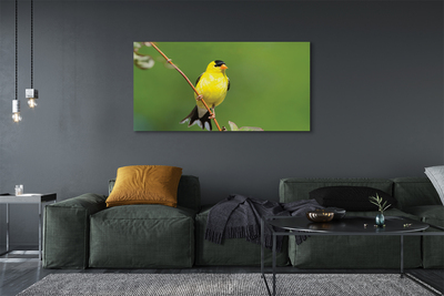 Obrazy na plátně žlutý papoušek