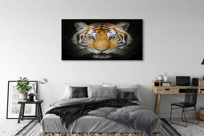 Obrazy na plátně Tygr