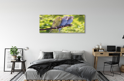 Obrazy na plátně Barevné papoušek na větvi