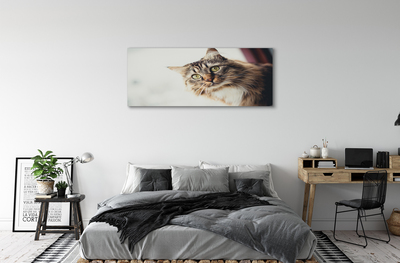 Obrazy na plátně Mainská mývalí kočka
