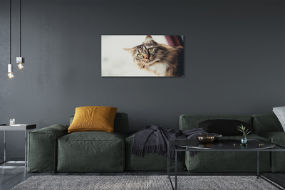 Obrazy na plátně Mainská mývalí kočka