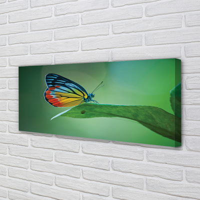Obrazy na plátně Barevný motýl křídlo