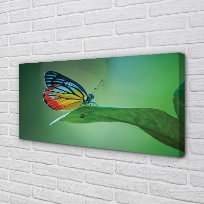 Obrazy na plátně Barevný motýl křídlo