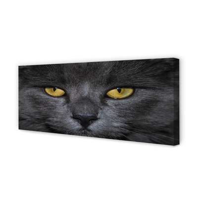 Obrazy na plátně Černá kočka
