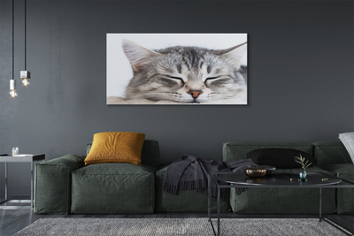 Obrazy na plátně ospalá kočka