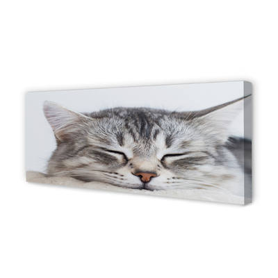 Obrazy na plátně ospalá kočka