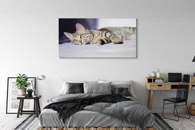 Obrazy na plátně ležící kočka