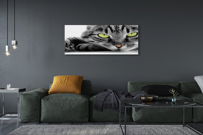 Obrazy na plátně Šedočerná kočka