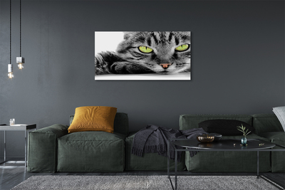 Obrazy na plátně Šedočerná kočka