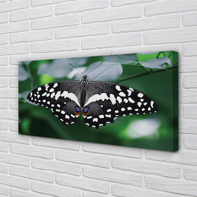Obrazy na plátně Barevný motýl listí