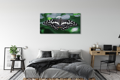 Obrazy na plátně Barevný motýl listí