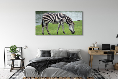 Obrazy na plátně zebra