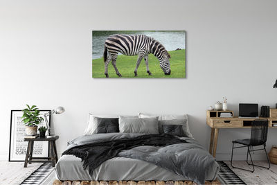 Obrazy na plátně zebra