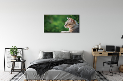 Obrazy na plátně vypadající kočka