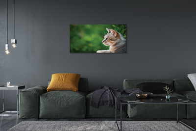 Obrazy na plátně vypadající kočka