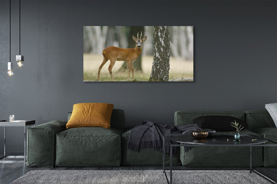 Obrazy na plátně jelen lesní