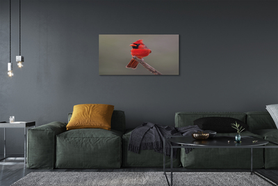 Obrazy na plátně Red papoušek na větvi