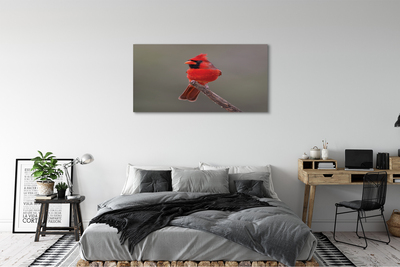 Obrazy na plátně Red papoušek na větvi