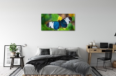 Obrazy na plátně Barevný motýl na květiny