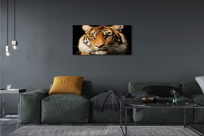 Obrazy na plátně Tygr