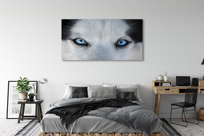 Obrazy na plátně wolf Eyes