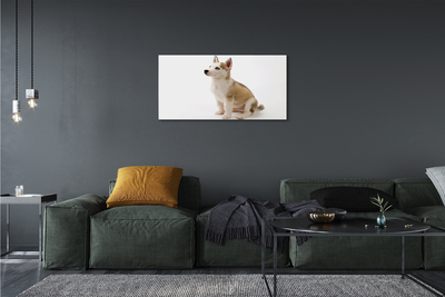 Obrazy na plátně Sedící malého psa