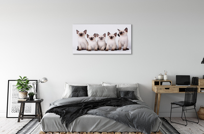 Obrazy na plátně malé kočky