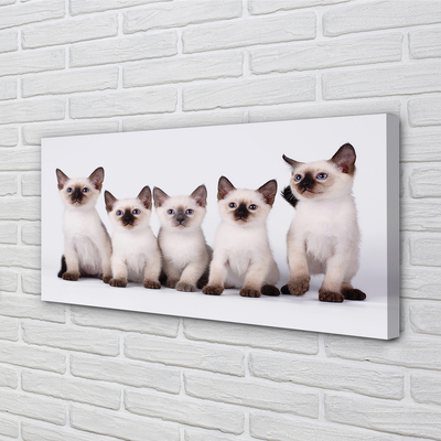 Obrazy na plátně malé kočky