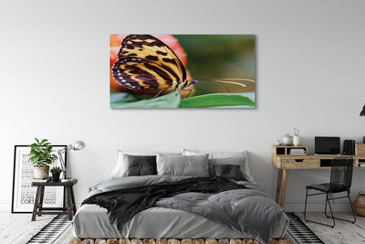 Obrazy na plátně motýl