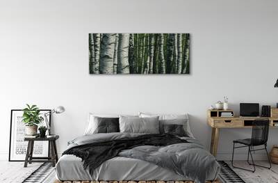 Obrazy na plátně březového lesa