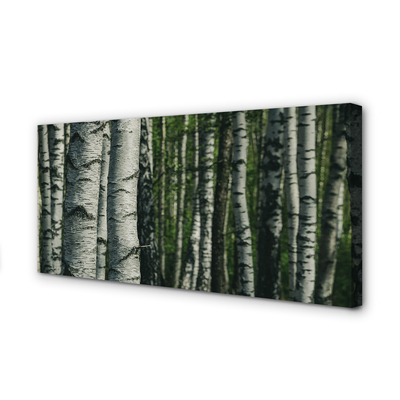 Obrazy na plátně březového lesa