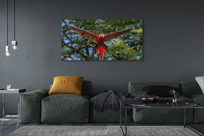 Obrazy na plátně ara papoušek