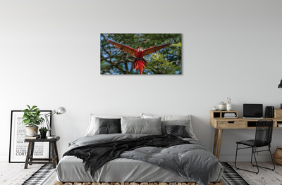 Obrazy na plátně ara papoušek